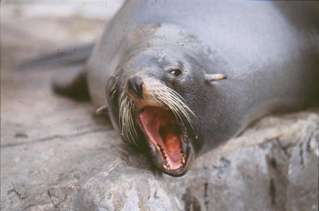 Southern American fur seal - click_to_find_out_more